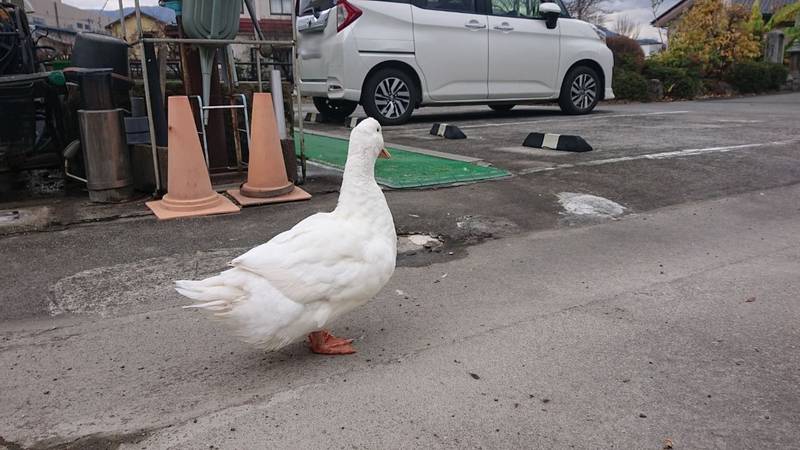 瀧泉寺,山梨県中央市成島1028