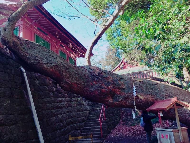 塩竃神社 (鹽竈神社) 塩竈市/宮城県 の見どこ... by しず Omairi(おまいり)