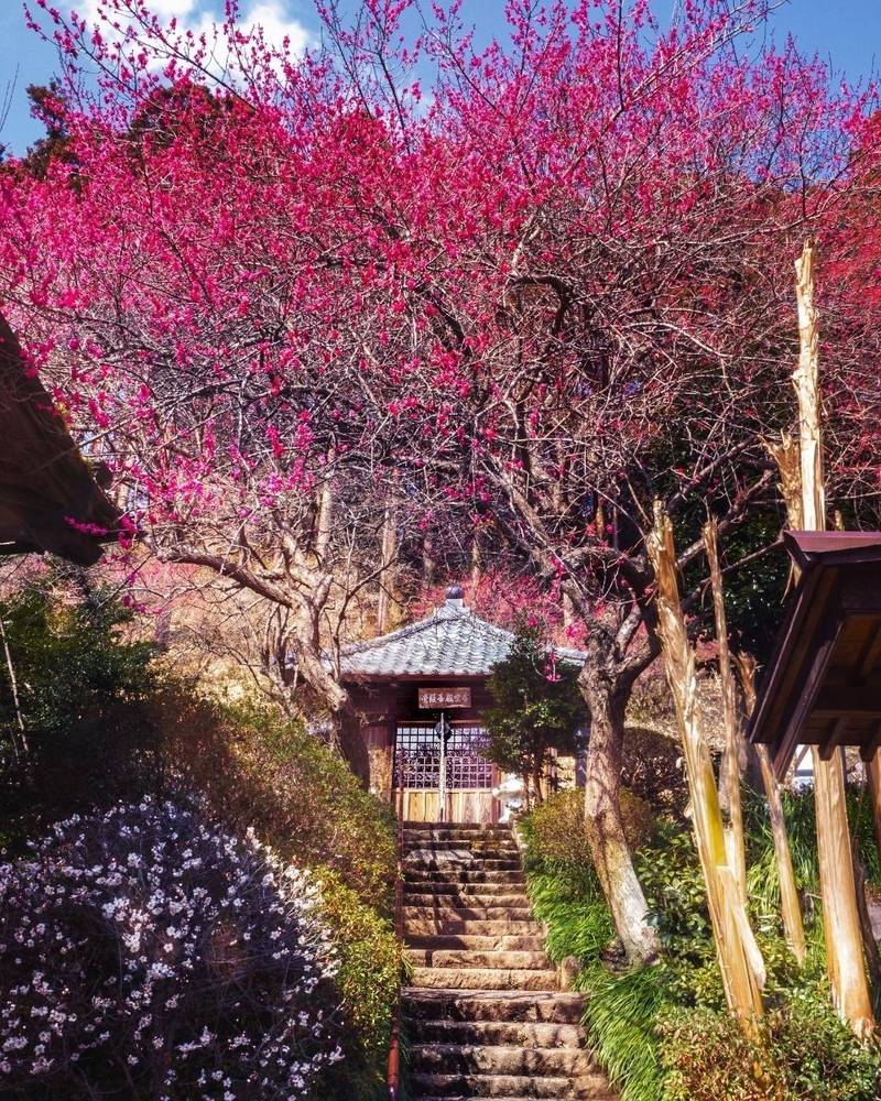 梅林寺,福島県いわき市常磐水野谷町千代鶴35