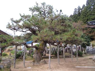 阿弥陀寺,見どころ,とっちー