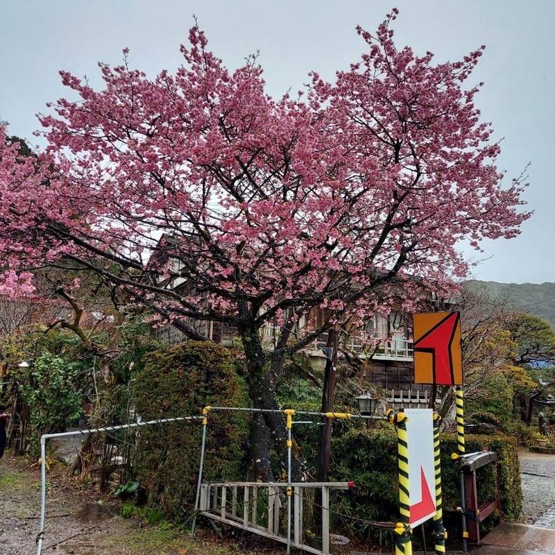 天神神社,静岡県下田市蓮台寺352
