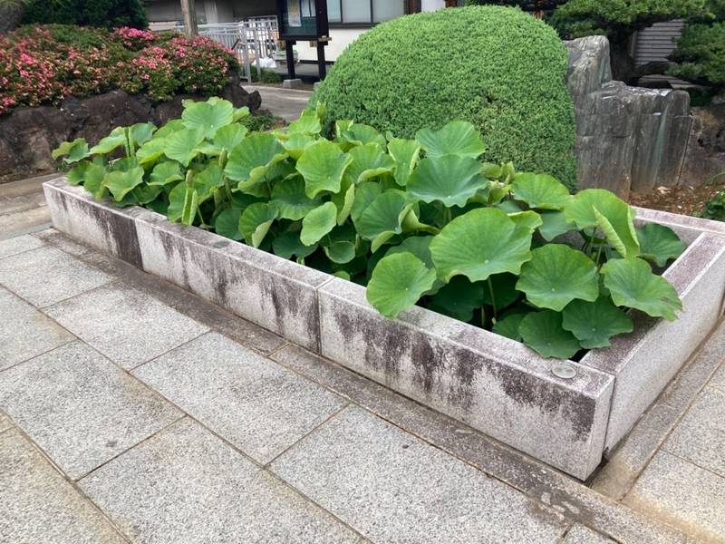 清光寺,千葉県松戸市松戸488