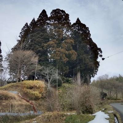 本宮神社,見どころ,まちゃき