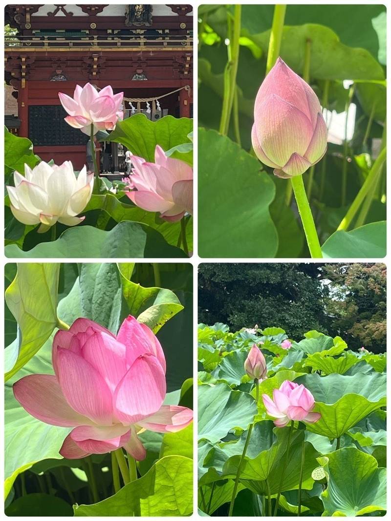伊賀八幡宮,愛知県岡崎市伊賀町東郷中86