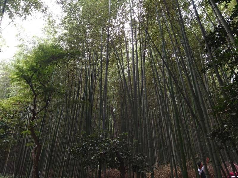 野宮神社,京都府京都市右京区嵯峨野々宮町1