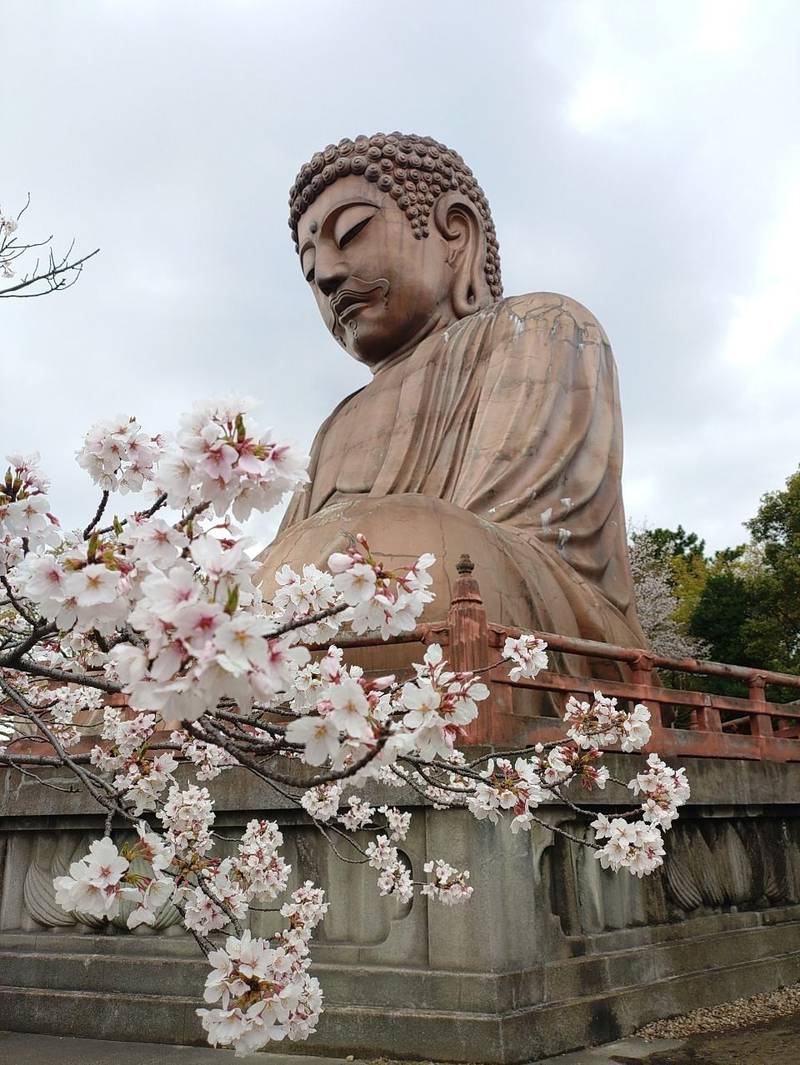 聚楽園大仏   (大仏寺),愛知県東海市荒尾町西丸山聚楽園公園内