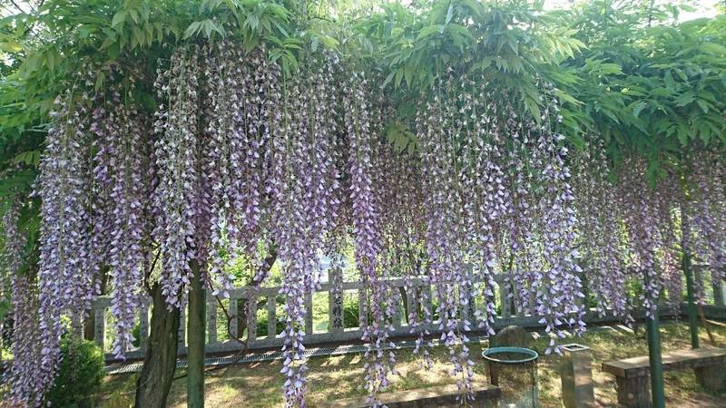 木華佐久耶比咩神社 見どころ 倉敷市 岡山県 Omairi おまいり