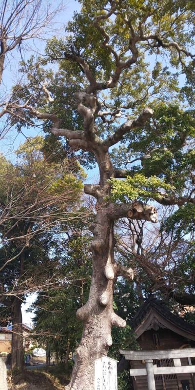 西尾弁財天,見どころ,shibuko
