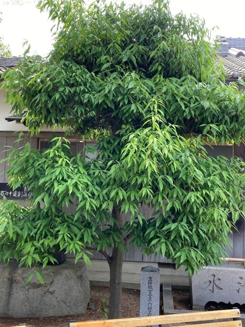 小垣江神明神社,愛知県刈谷市小垣江町下56