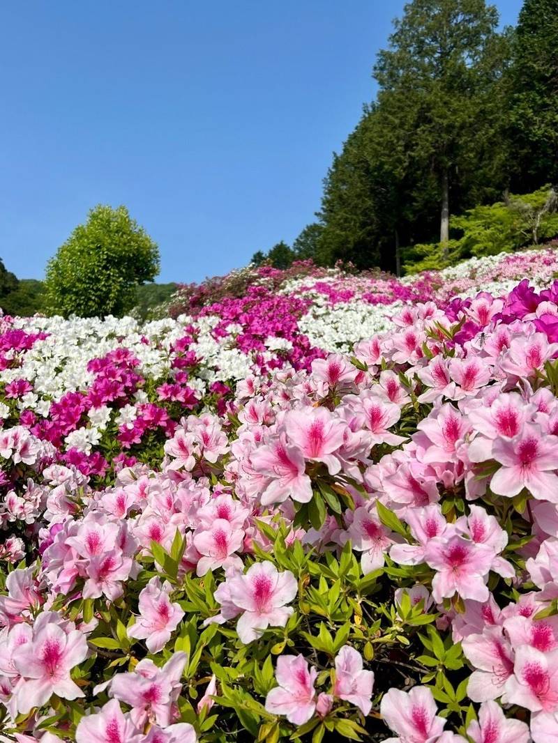 三室戸寺,京都府宇治市莵道滋賀谷21
