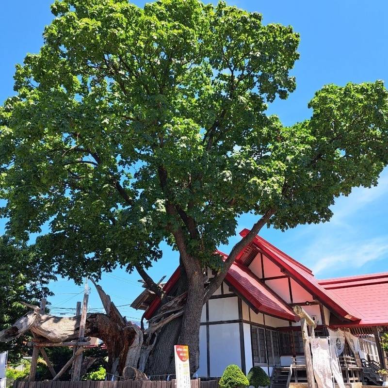 一本栗地主神社,北海道亀田郡七飯町大川9丁目1-19