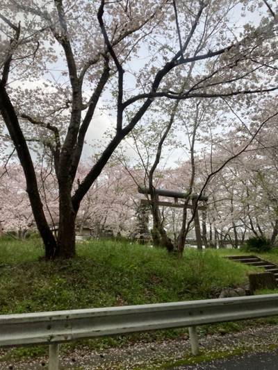 坂本神社,見どころ,メタモン