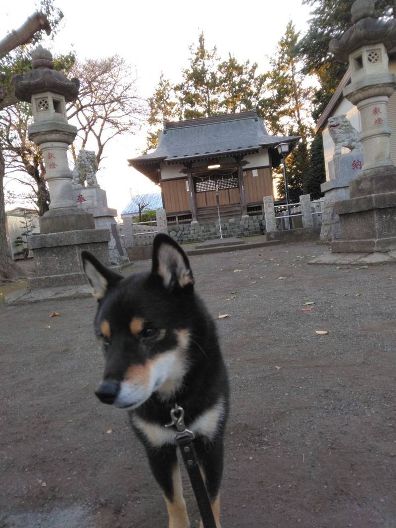 番田諏訪神社,神奈川県相模原市中央区上溝821-1