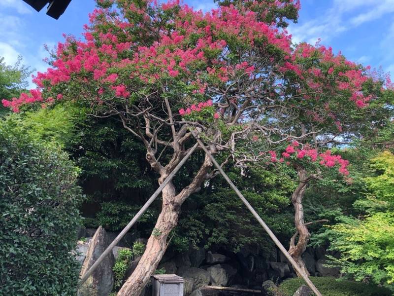 妙秀山 樹源寺,神奈川県横浜市保土ヶ谷区保土ヶ谷町3-172
