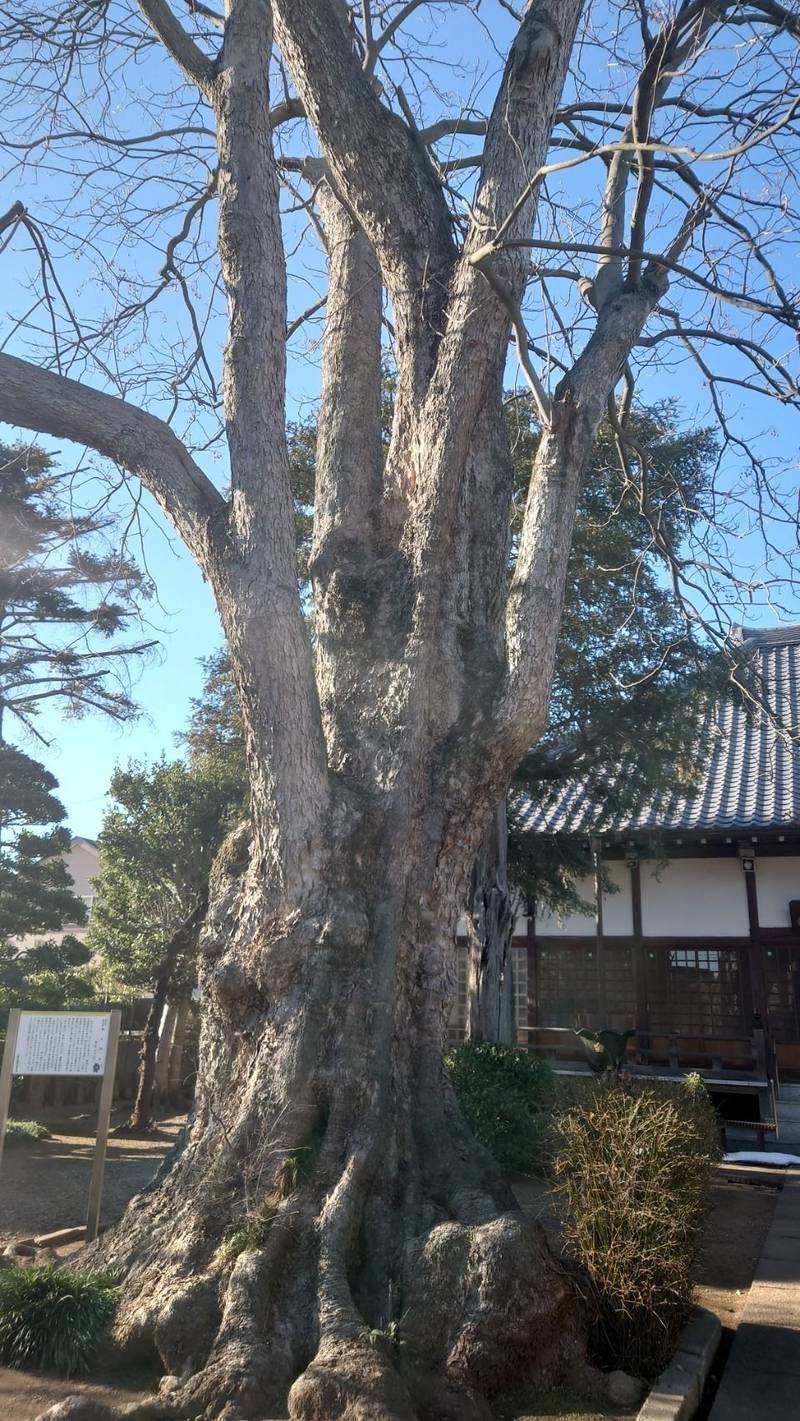慈雲山 龍山院 観音寺,埼玉県上尾市上463