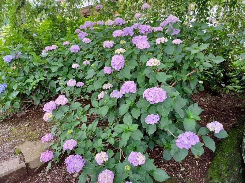 法船寺 あじさい寺 松本市 長野県 Omairi おまいり 法船寺 あじさい寺 松本市 長野県 Omairi おまいり