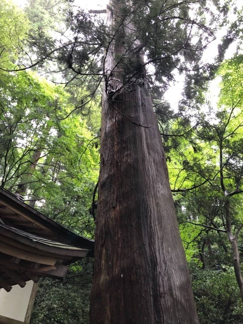 根小屋諏訪神社,神奈川県相模原市緑区根小屋１２８