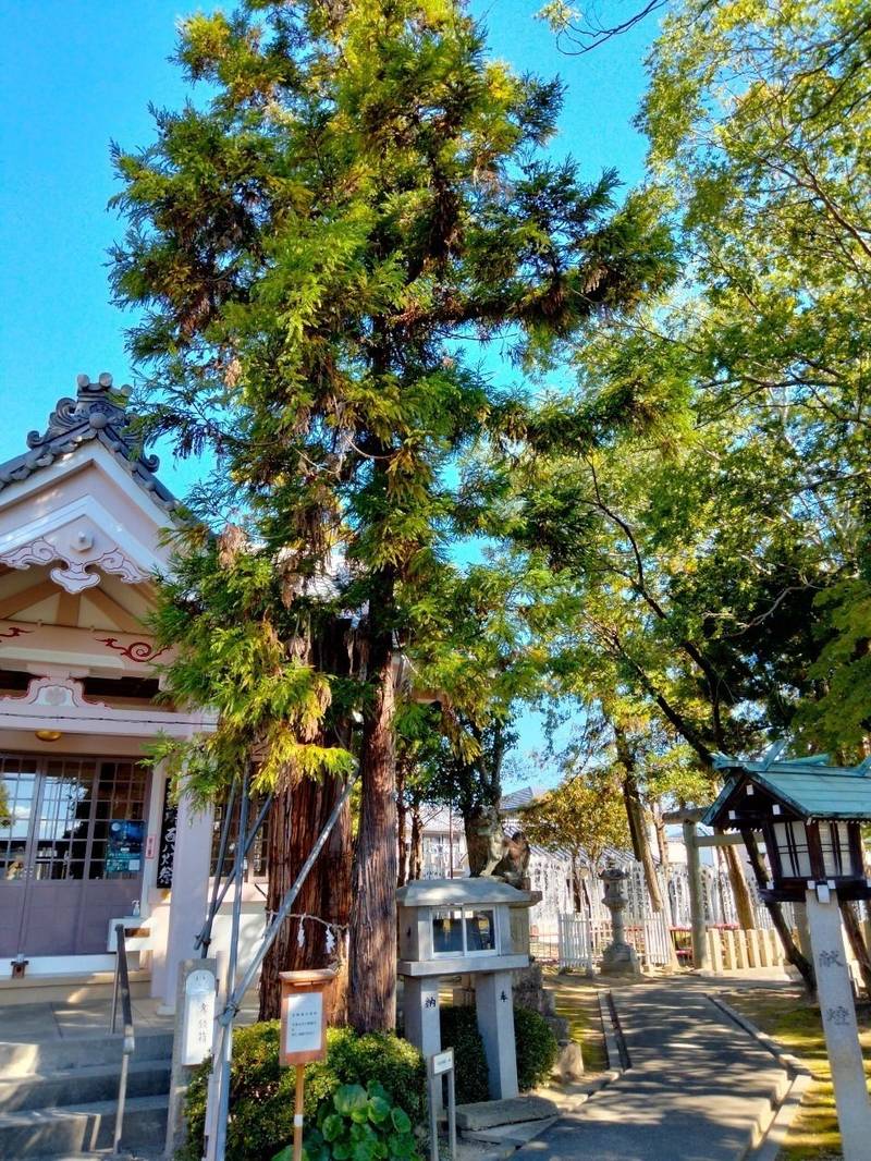 野々宮神社,岐阜県羽島市江吉良町379番地