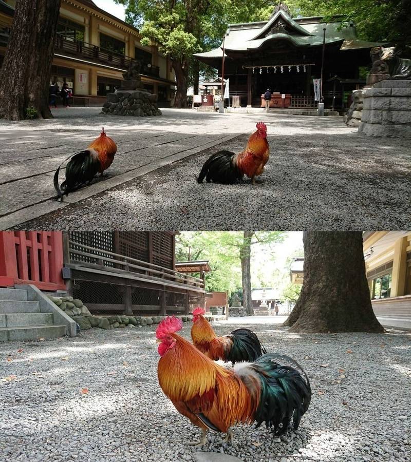 谷保天満宮 国立市 東京都 の見どころ 谷保天満宮 By エム Omairi おまいり