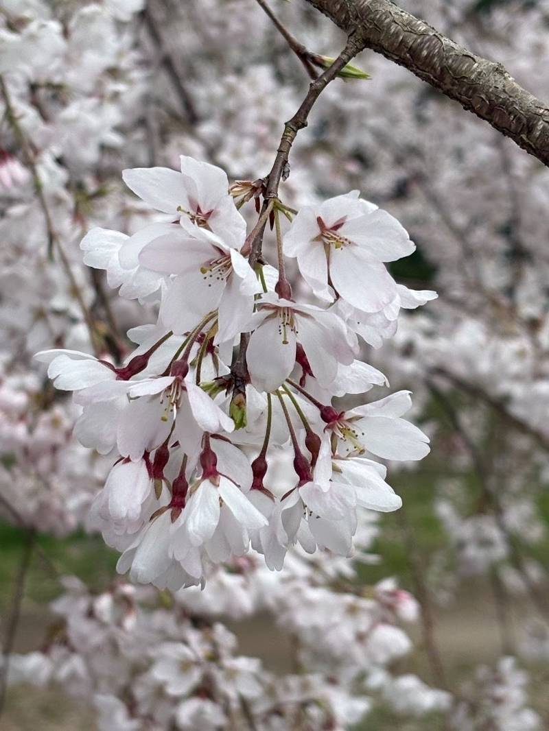 京都御所,京都府京都市上京区京都御苑内