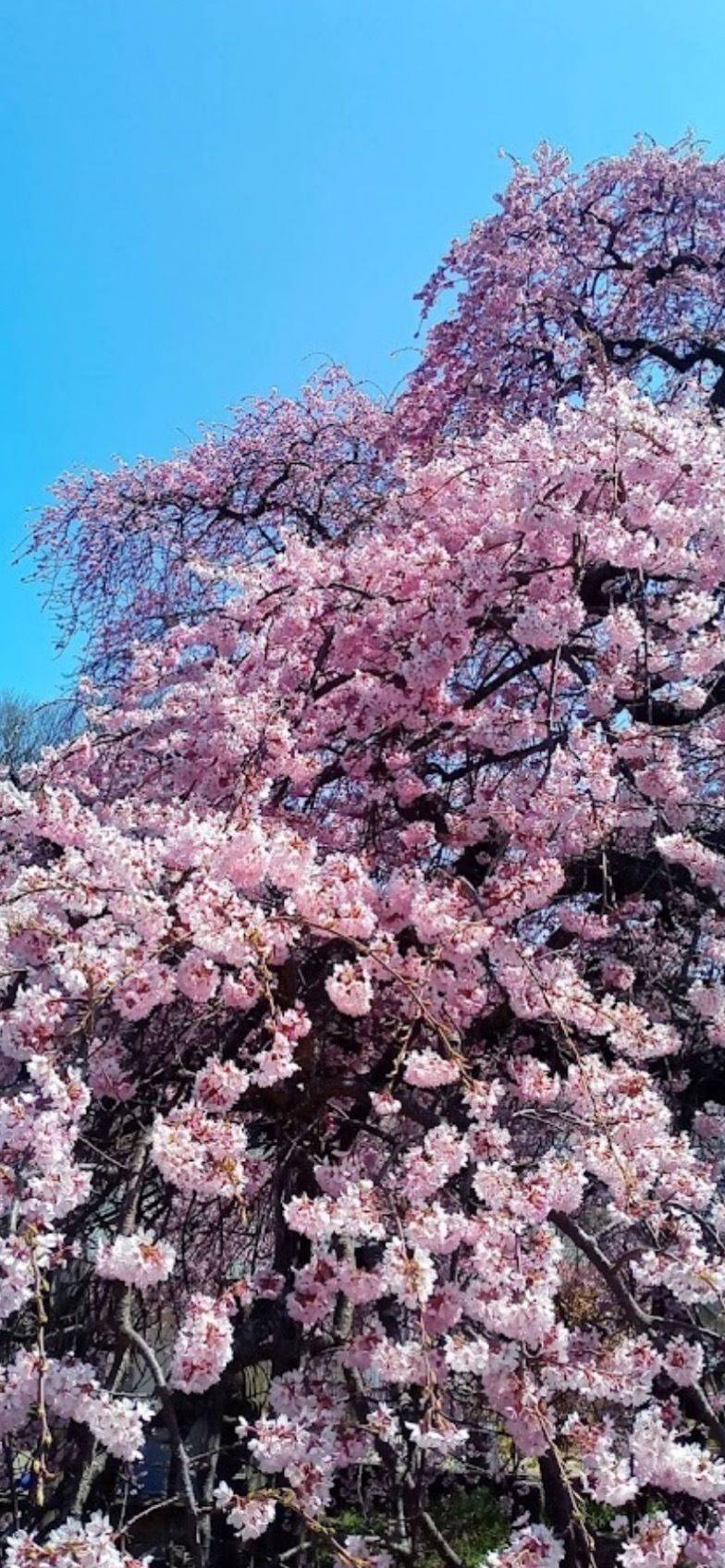 塩波山 華蔵院 日輪寺,福島県本宮市本宮山田３６−２