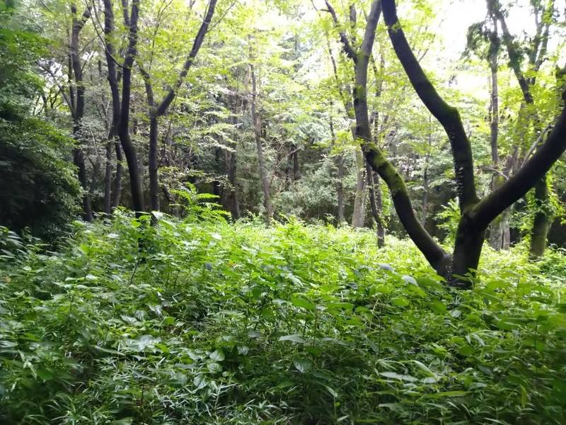 越畑城愛宕神社,埼玉県比企郡嵐山町越畑