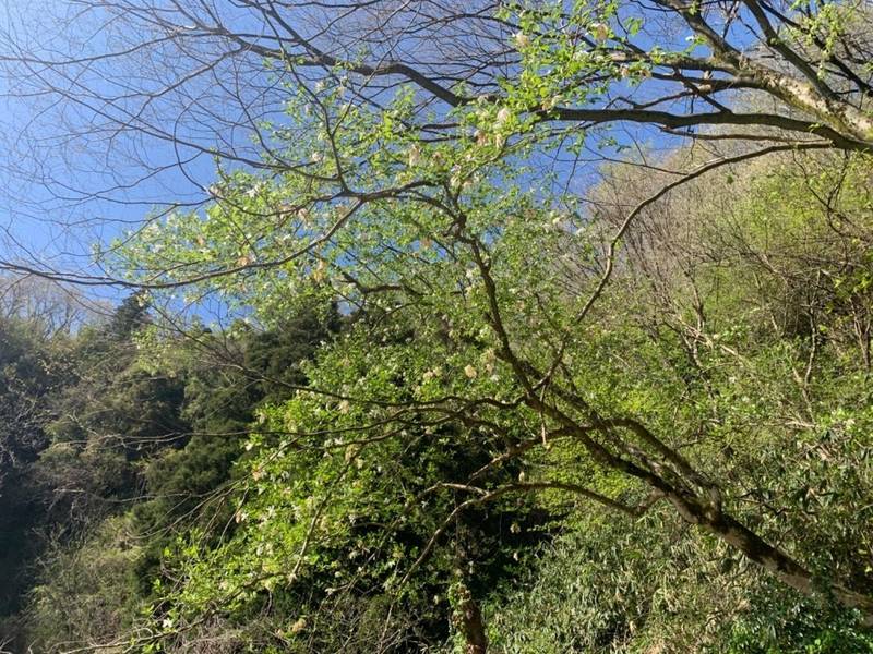 白龍大権現,石川県金沢市東市瀬町