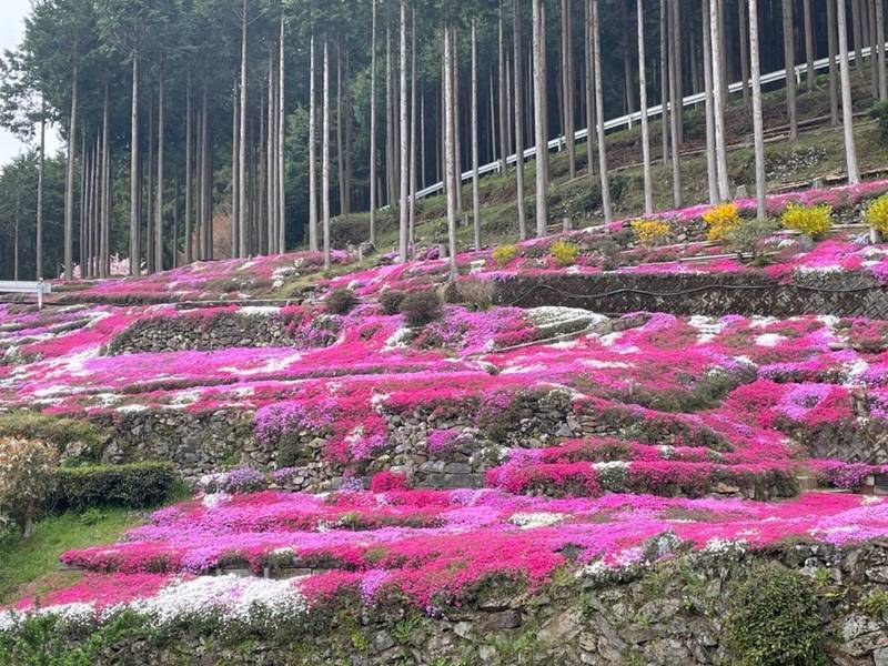 大宮八幡神社,愛媛県上浮穴郡久万高原町中津5590