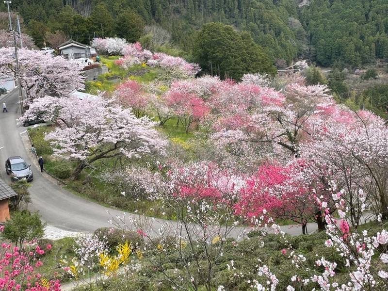 大宮八幡神社,愛媛県上浮穴郡久万高原町中津5590