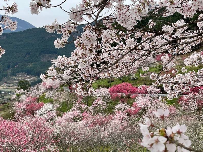 大宮八幡神社,愛媛県上浮穴郡久万高原町中津5590