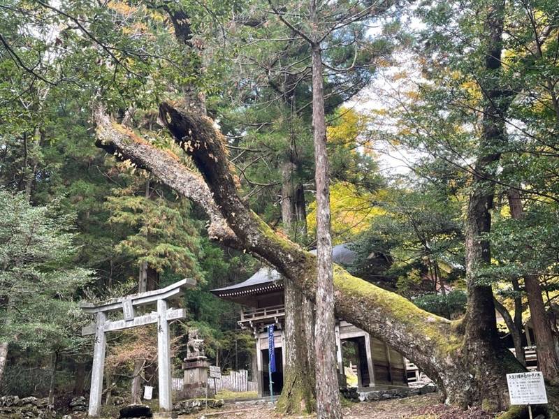 大宮八幡神社,愛媛県上浮穴郡久万高原町中津5590