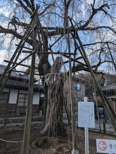 大光寺,見どころ,はかせ〒