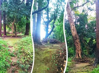 老尾神社,見どころ,のっぽのテリー