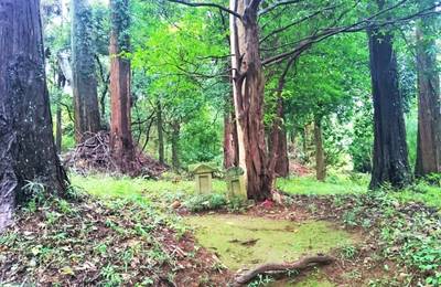 老尾神社,見どころ,のっぽのテリー