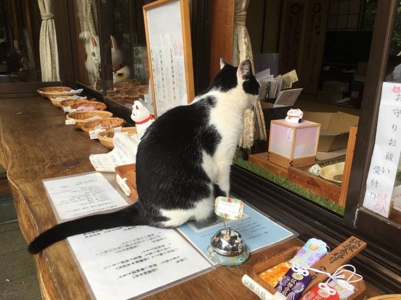 王子神社 (猫神さん),徳島県徳島市八万町向寺山55
