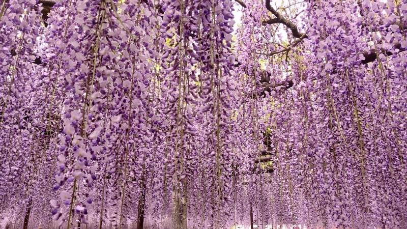 長泉寺,埼玉県本庄市児玉町高柳９０１