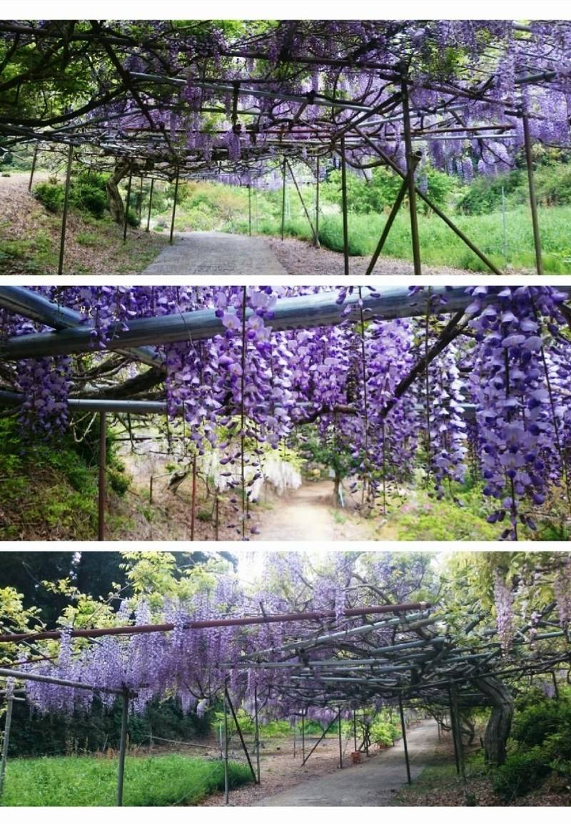 龍頭寺,千葉県匝瑳市木積１２１５