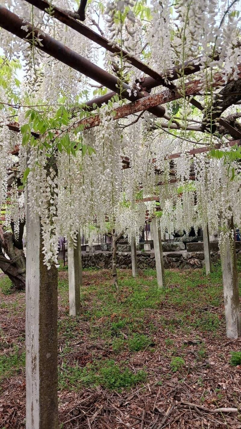 長泉寺,埼玉県本庄市児玉町高柳９０１
