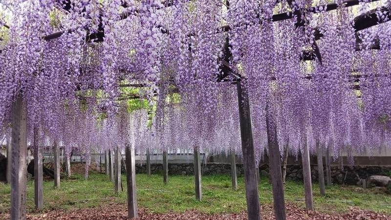 長泉寺,埼玉県本庄市児玉町高柳９０１