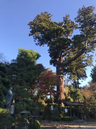 長國山 妙照寺,見どころ,ほし