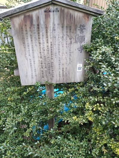 誓願寺,見どころ,クリームもみじ