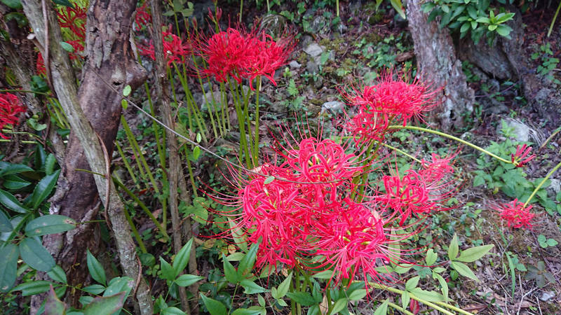 八幡神社  (大城),山梨県南巨摩郡身延町大城３１４