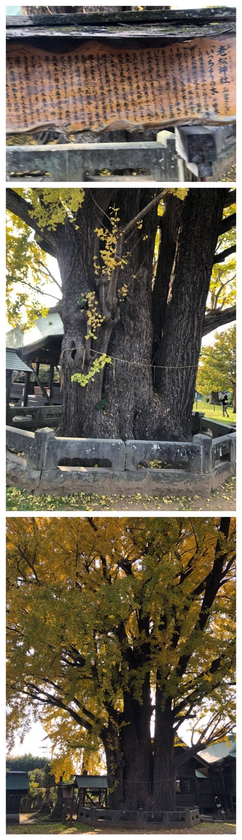 老松神社,福岡県みやま市長田1898-1