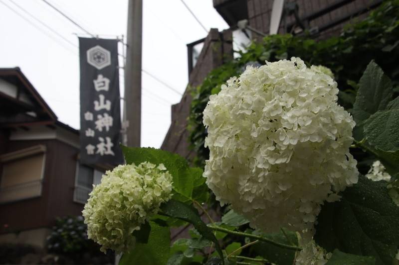 白山神社,東京都文京区白山五丁目31番26号