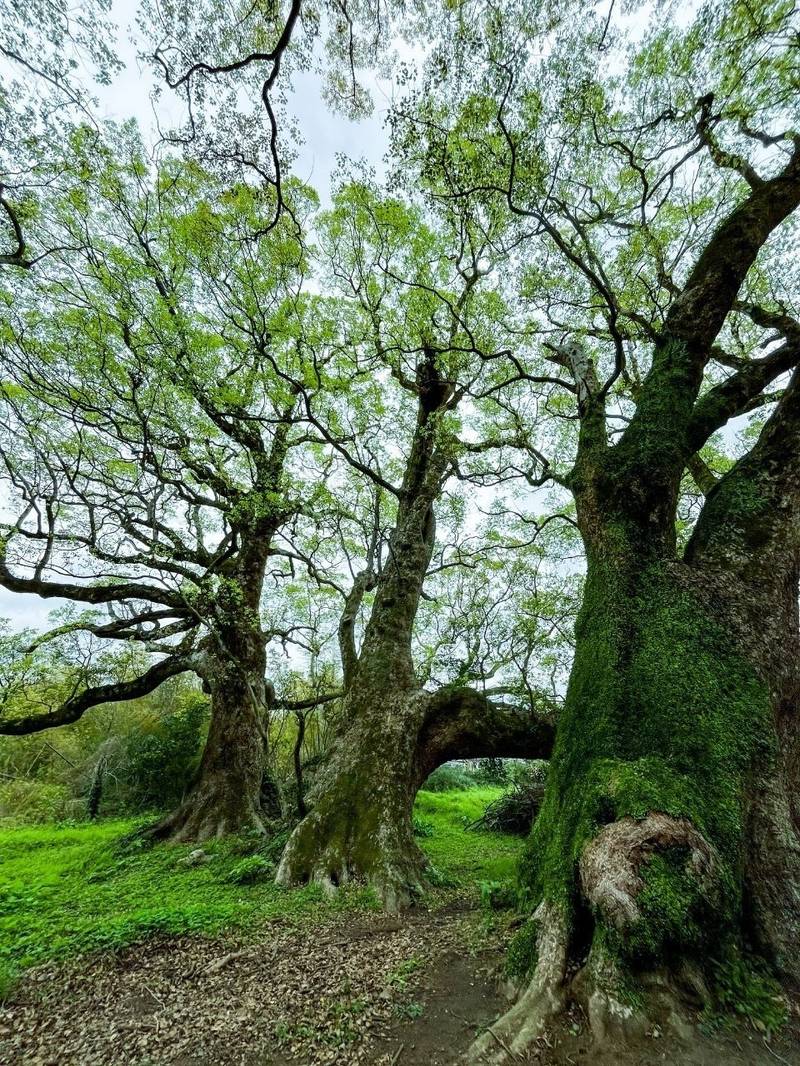 大汝牟遅神社,鹿児島県日置市吹上町中原2263