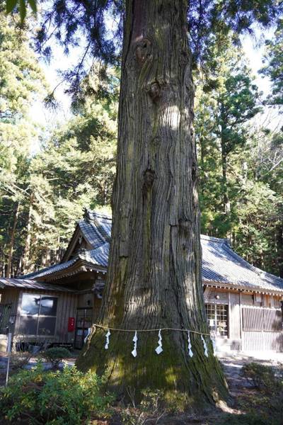 子神社   (藤沢の大杉),見どころ,竹蔵