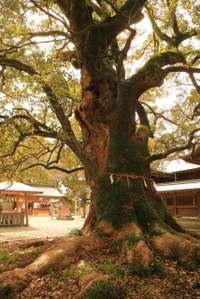 三養基郡みやき町の御朱印・神社・お寺 人気ランキング2025