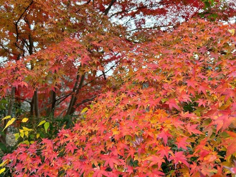 弘法山観音堂,埼玉県入間郡越生町成瀬287