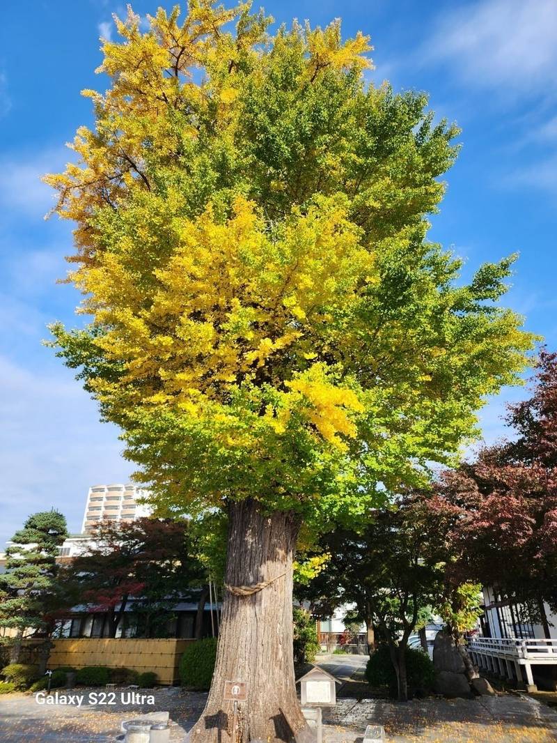 浄光寺,山形県山形市八日町二丁目4－35