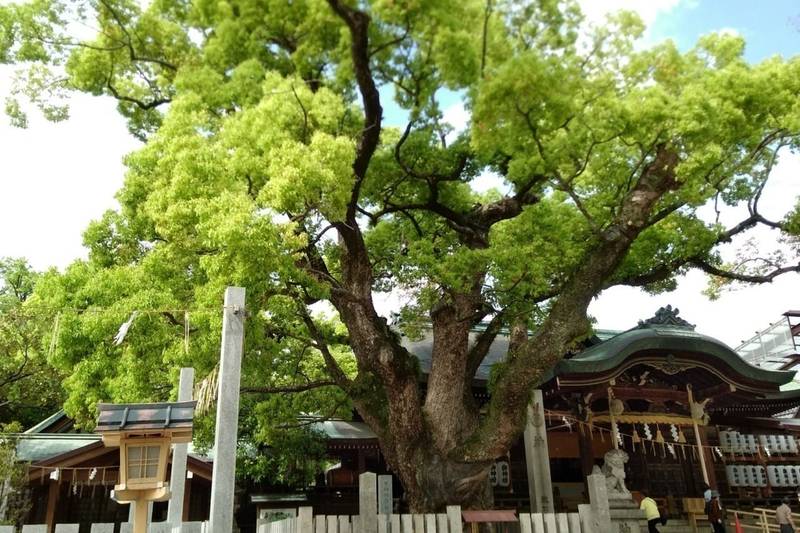石切剣箭神社 御朱印 東大阪市 大阪府 Omairi おまいり